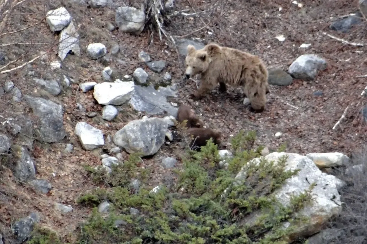 NGT acts on rising threat to Kashmir's Himalayan brown Bears