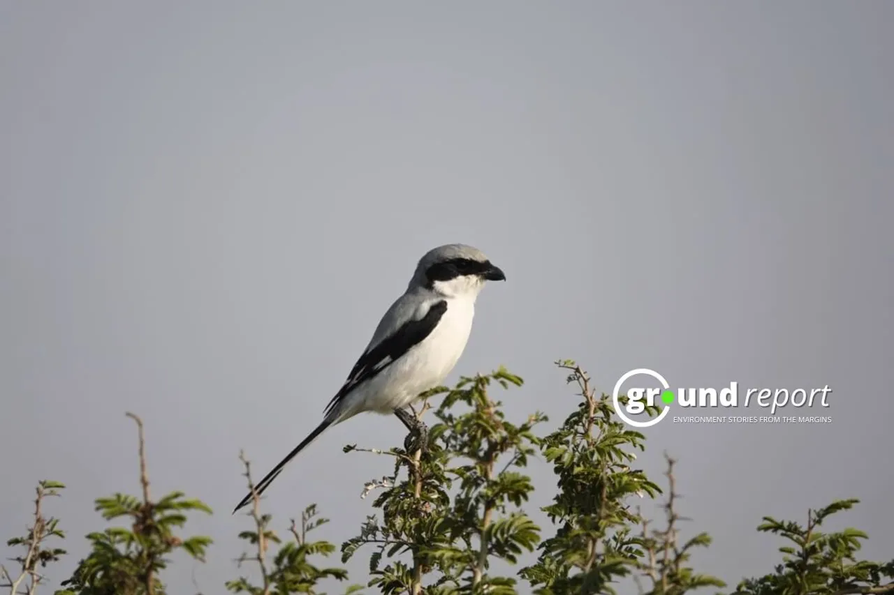 24 new bird species discovered at Kharmor Forest during third annual survey 2