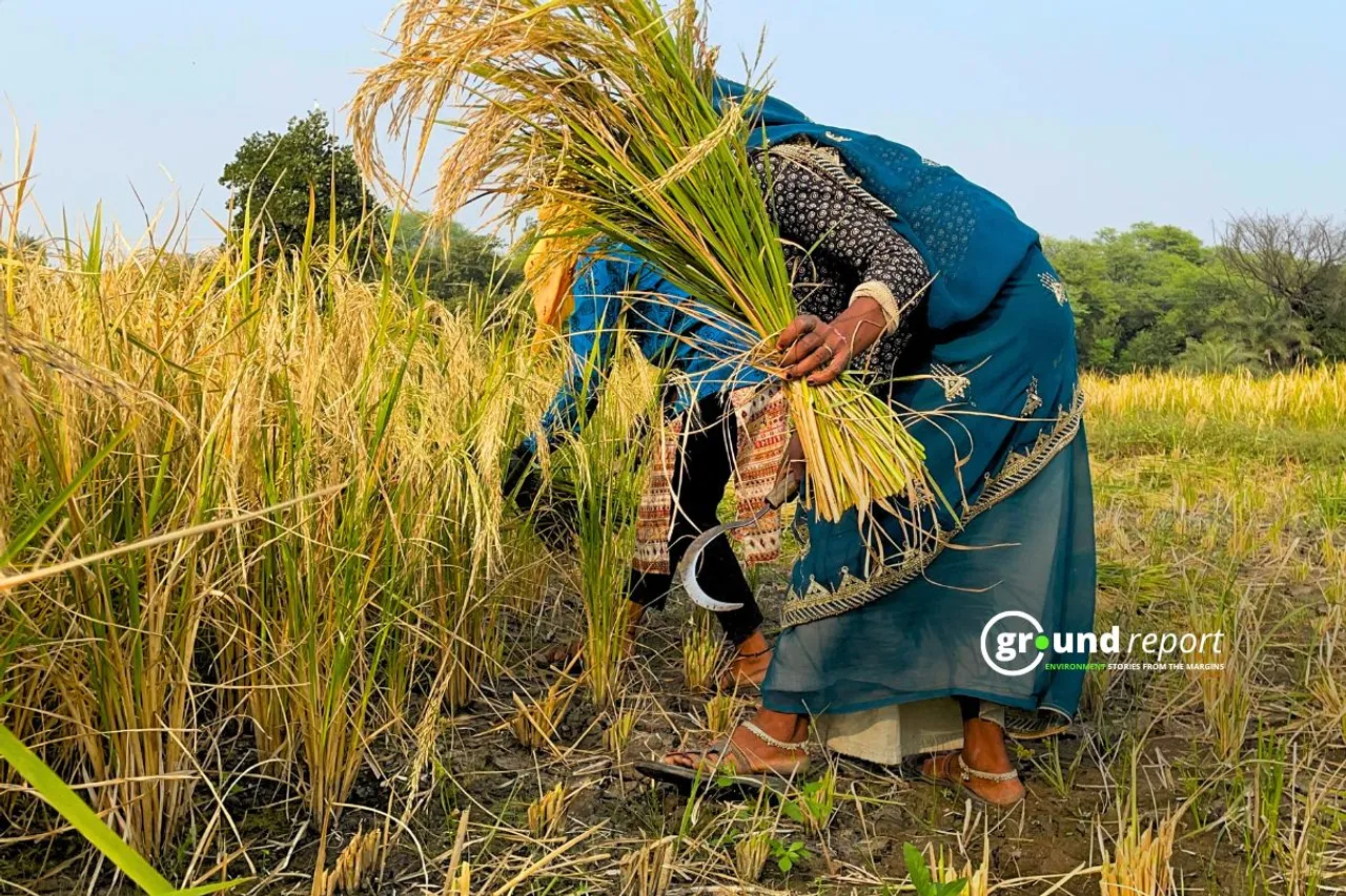 Woman farm laborer working in a field in Madhya Pradesh