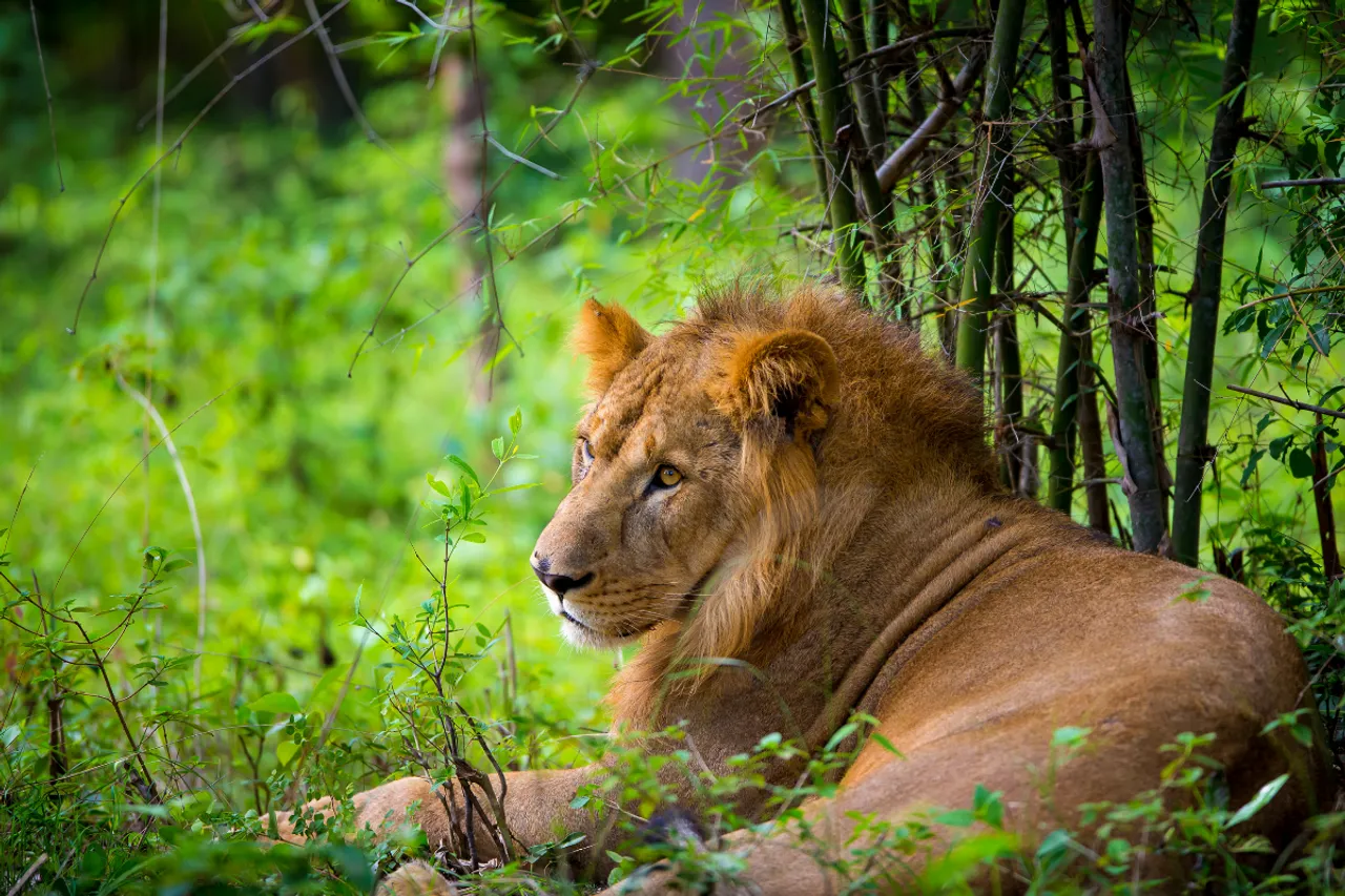 Asiatic lions thrive amid human coexistence in Gujarat: study