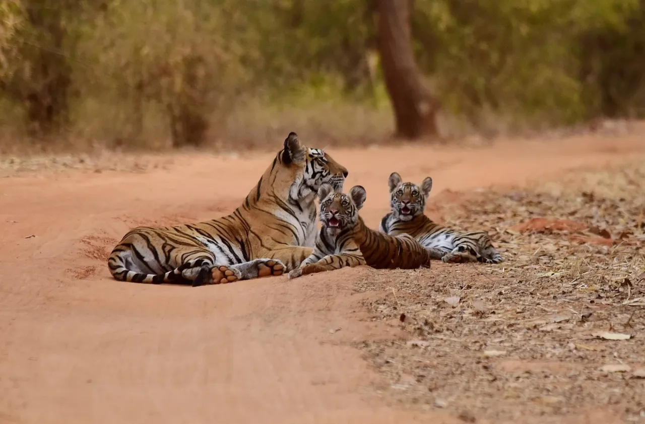 ratapani tiger