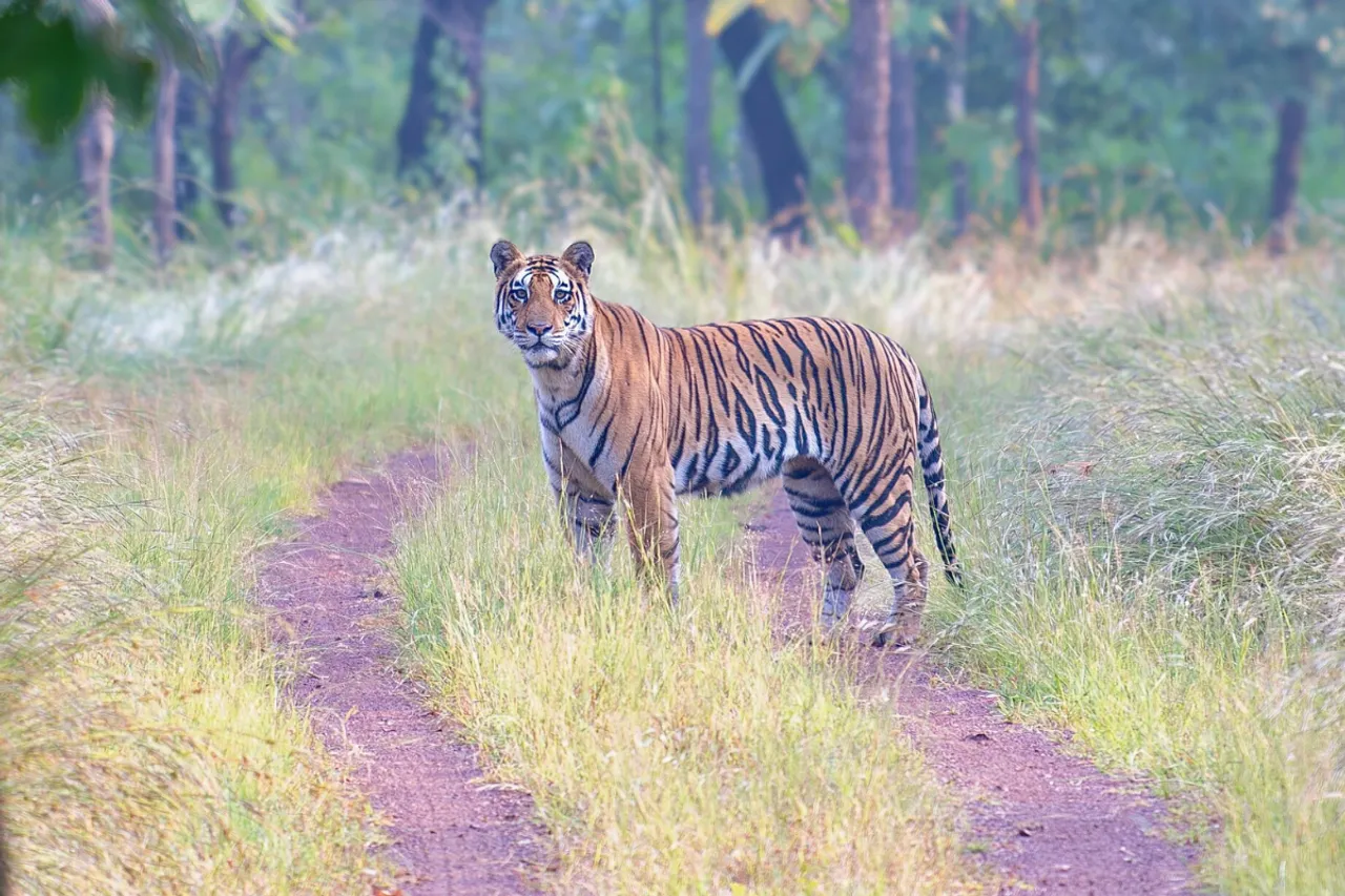 Panna Tiger Reserve