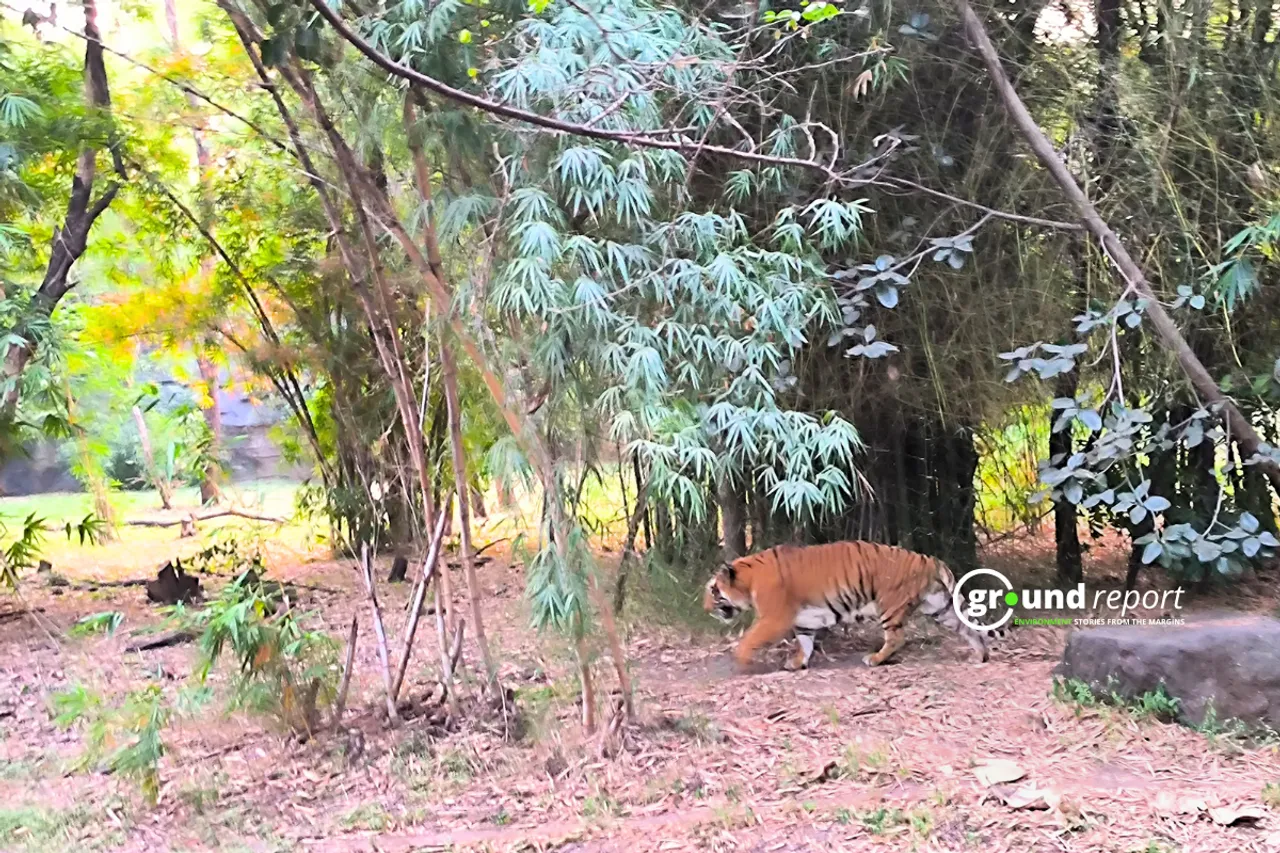 tiger