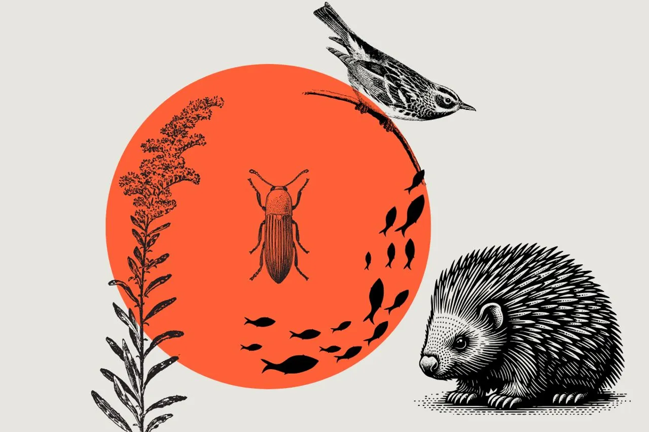 Genetic Diversity of Species