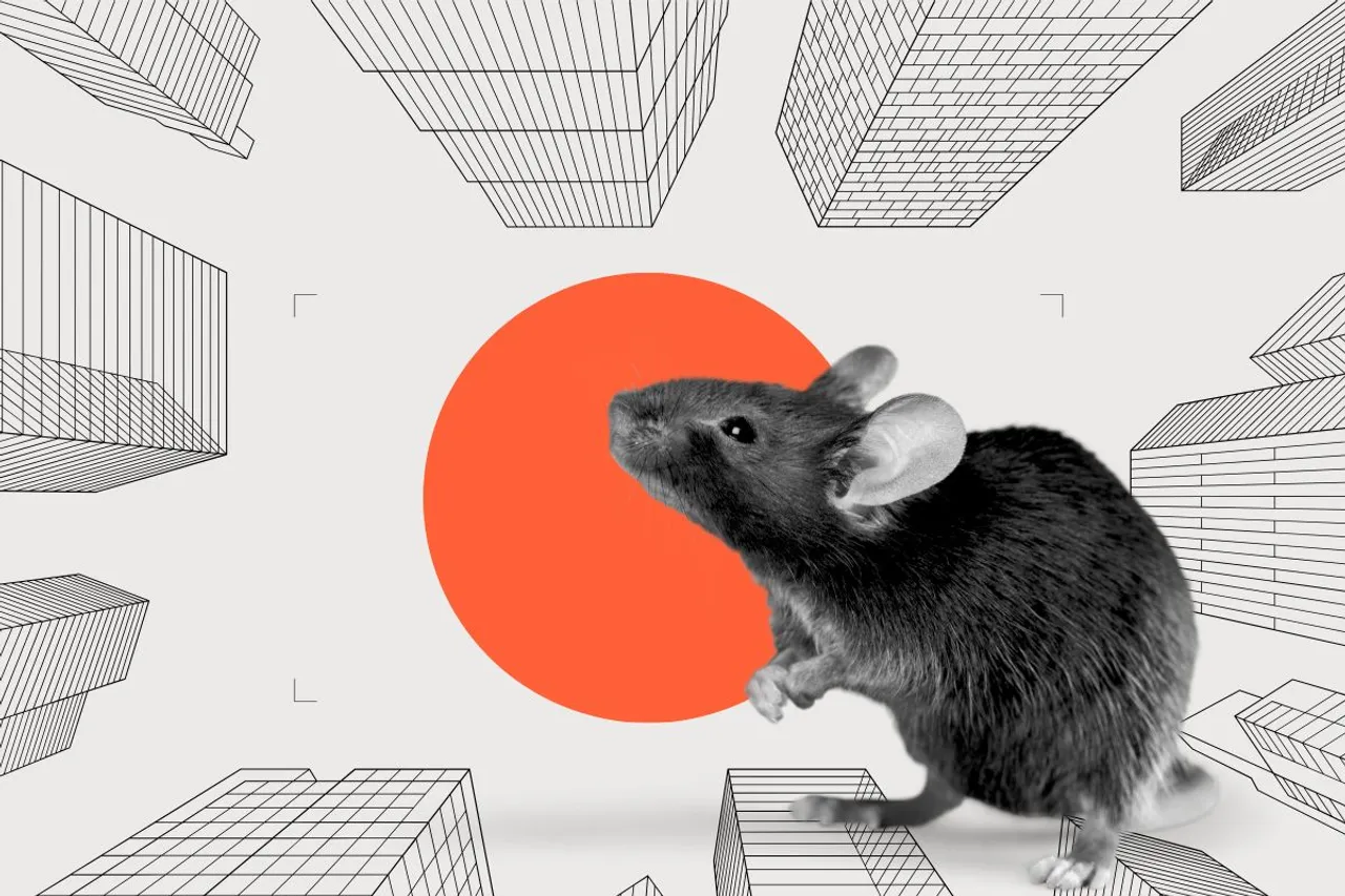 Mouse population in Urban Areas