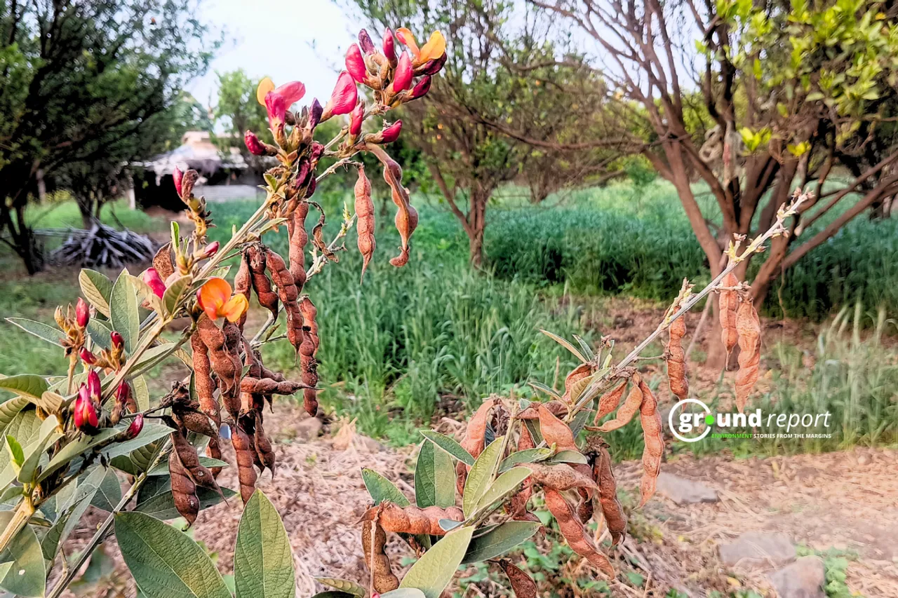 masoor crop in MP