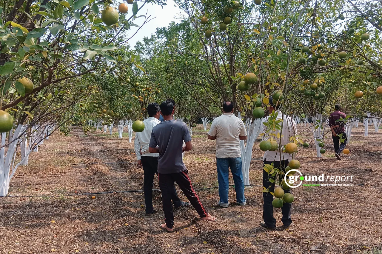 orange farmers in india