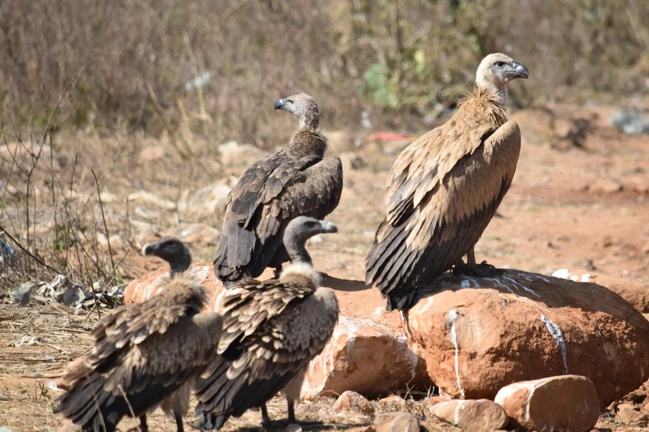 Vultures in MP