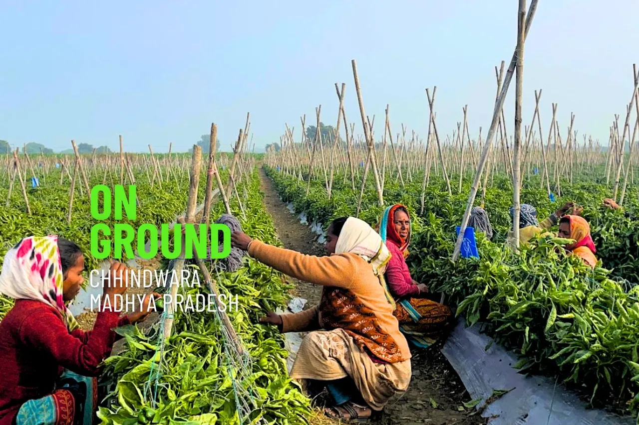 Vegetable farming in India and post harvest losses