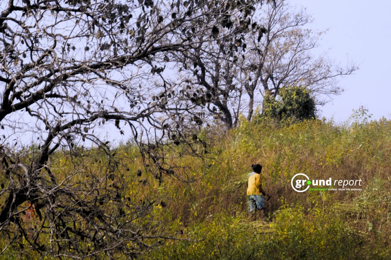 Tribal woman collecting grass from the forest in Chhindwara Madhya Pradesh