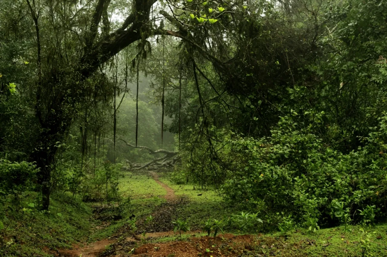 Environmental groups warn against Telangana’s forest land auction