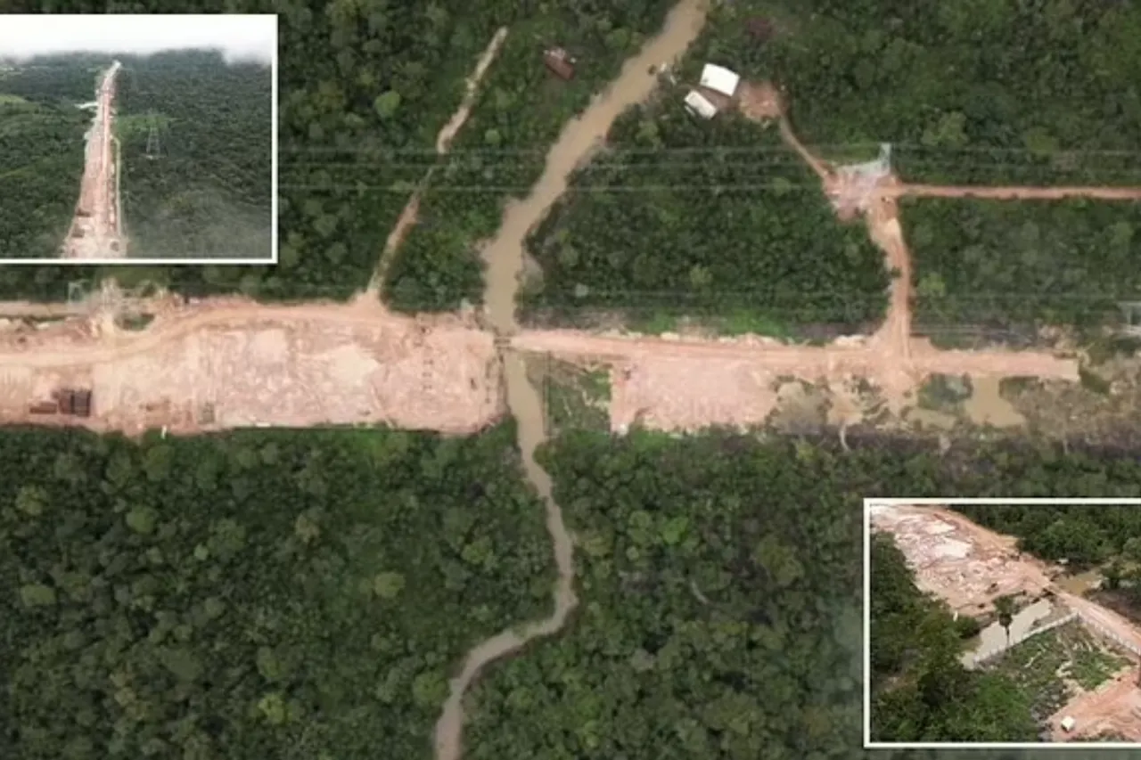 Amazon forest