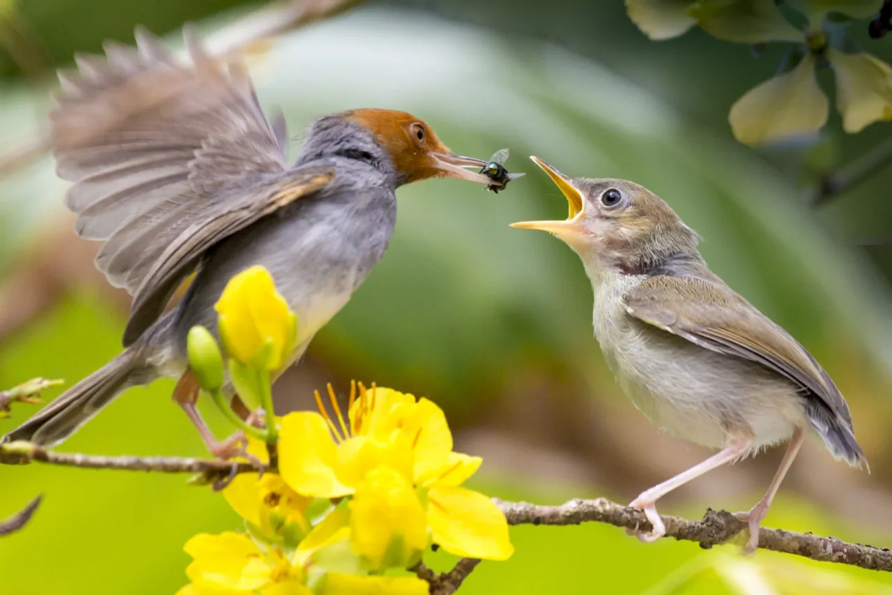 Trump’s move leaves birds unprotected