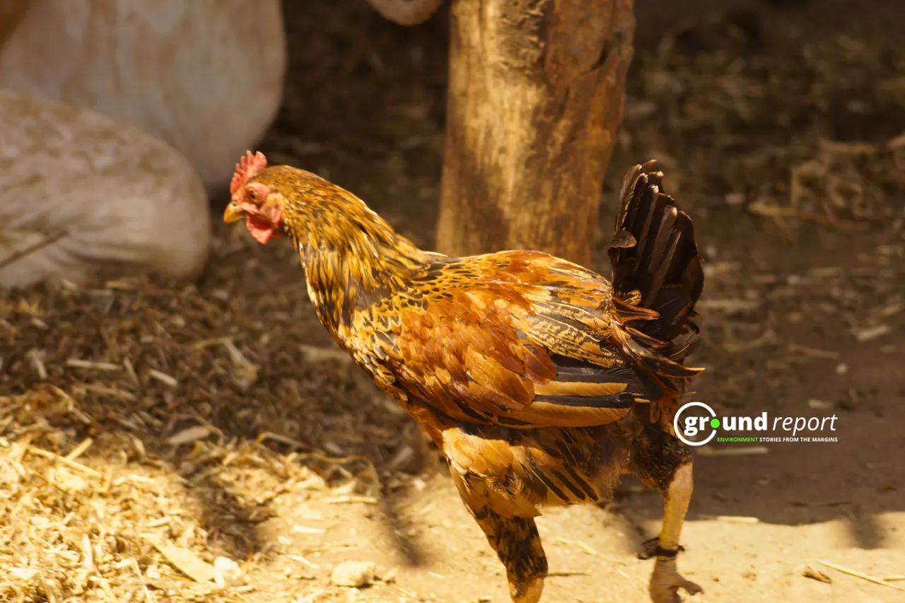 Bird flu spreads in Chhindwara Madhya Pradesh