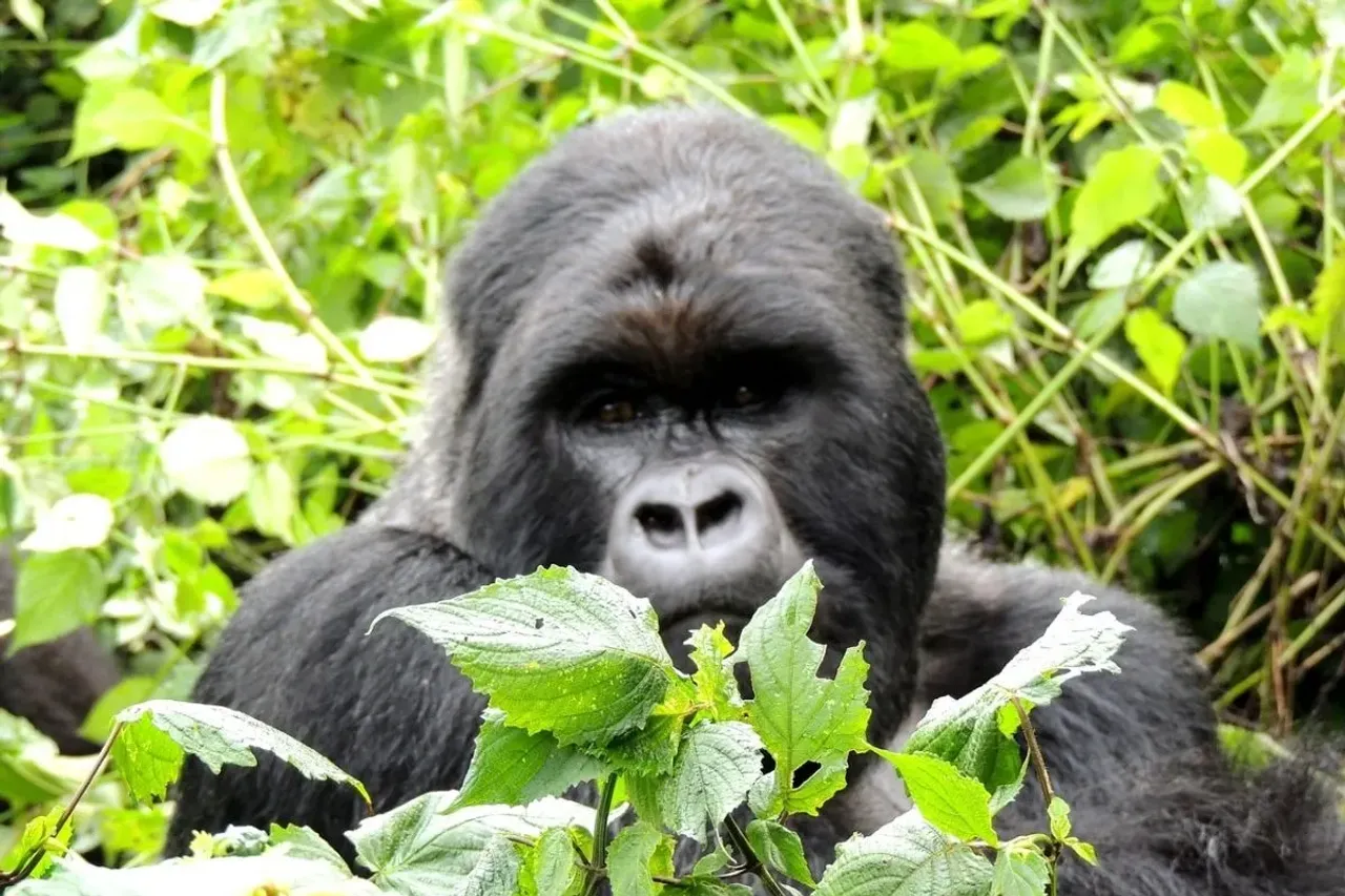 Nearly 180,000 of Africa’s great apes face threats due to mining