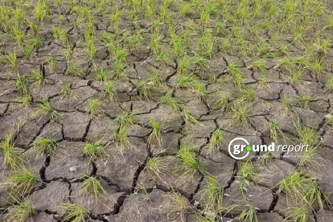 Paddy fields in Kashmir showing signs of distress due to a prolonged heatwave