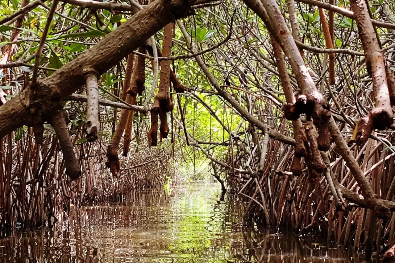 mangrove