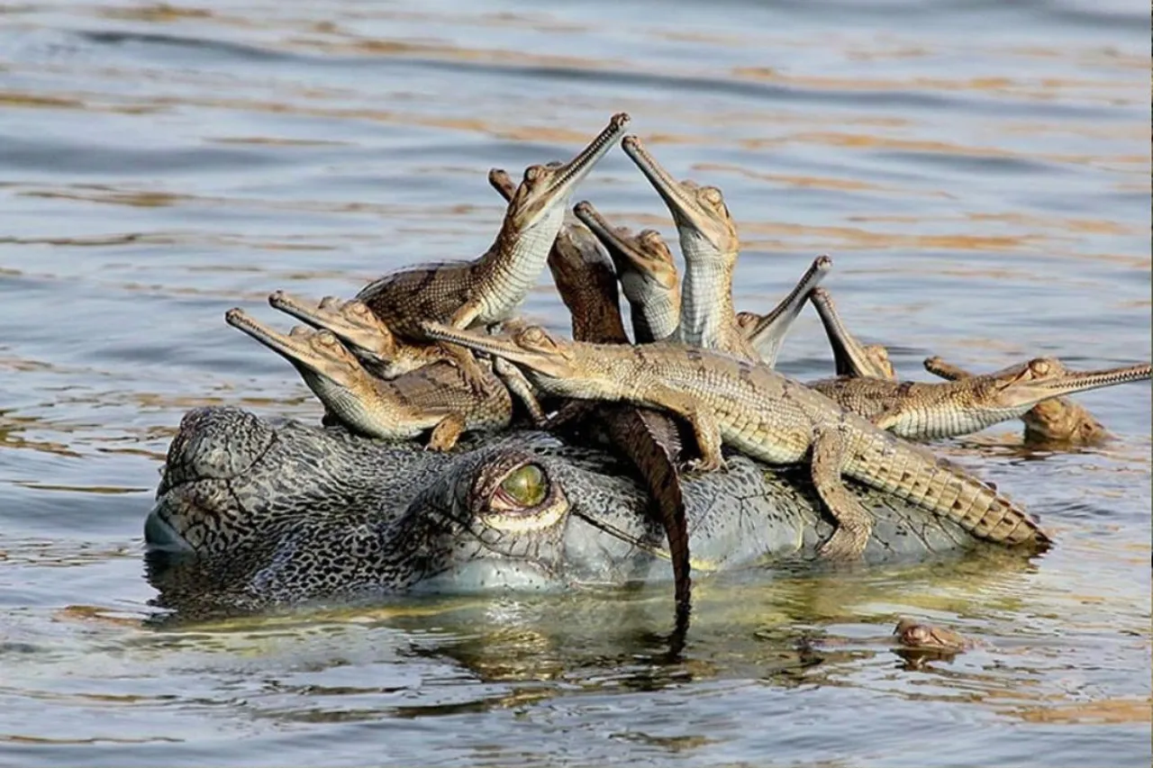 gharial