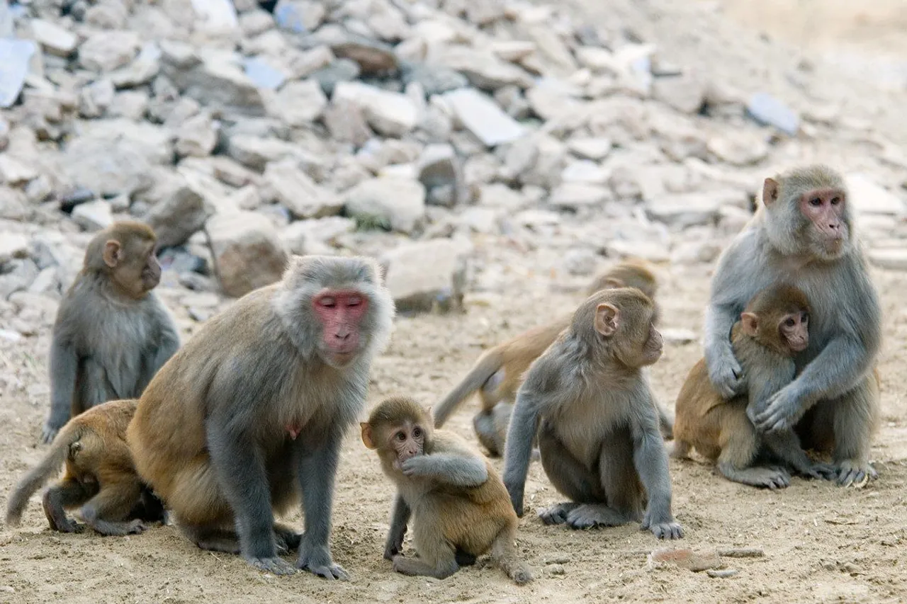 Macaque Monkeys near extinction, population 80% lower than expected