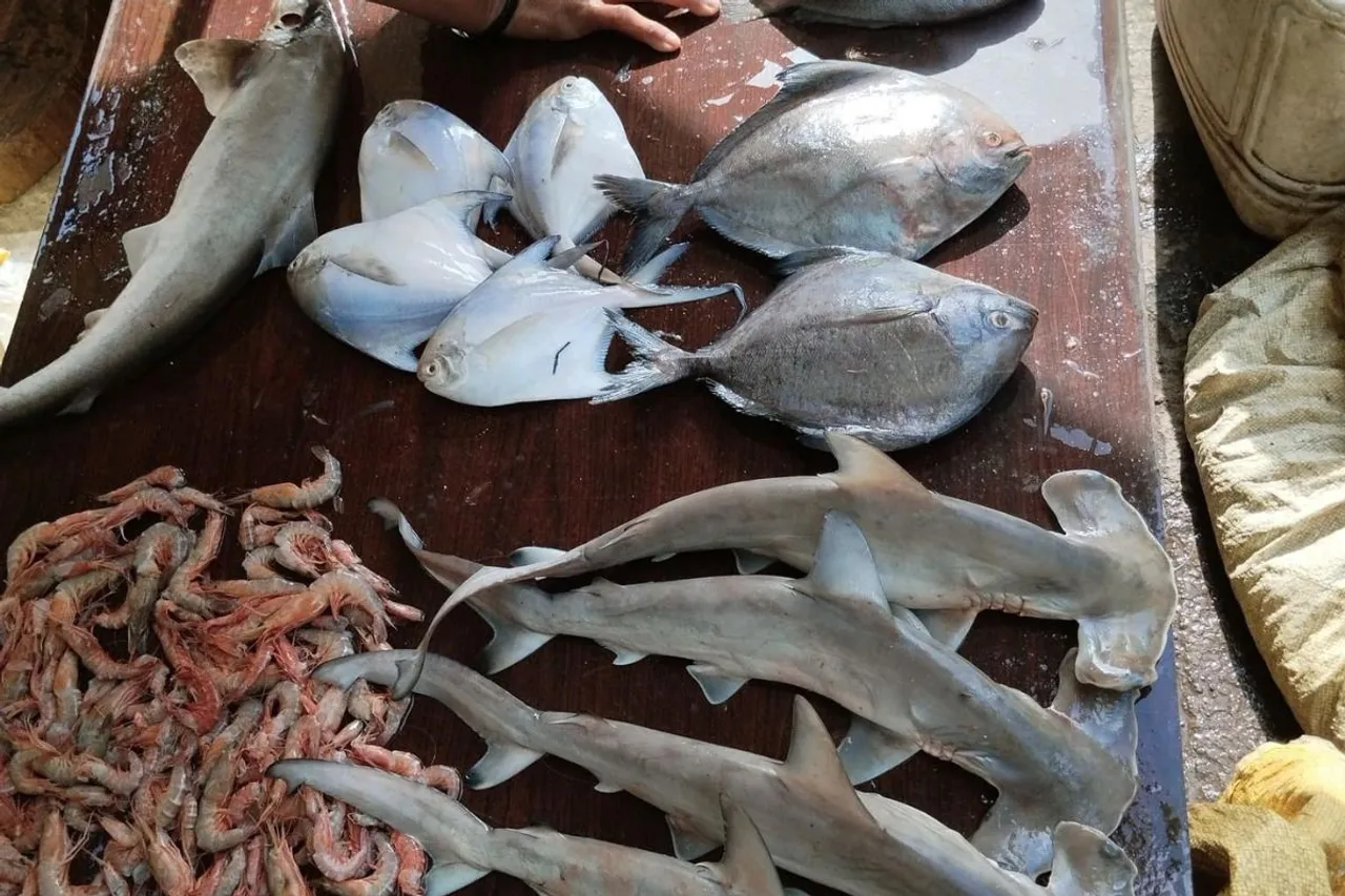 Endangered Hammerhead Sharks Illegally Sold in Mumbai Fish Market