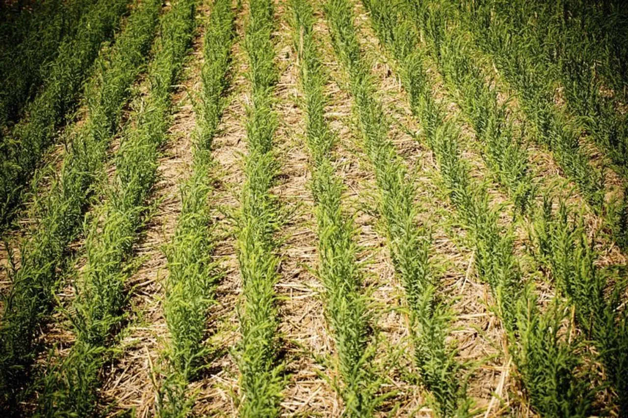 Use of cover crops increased crop yields worldwide by 2.6%: Research