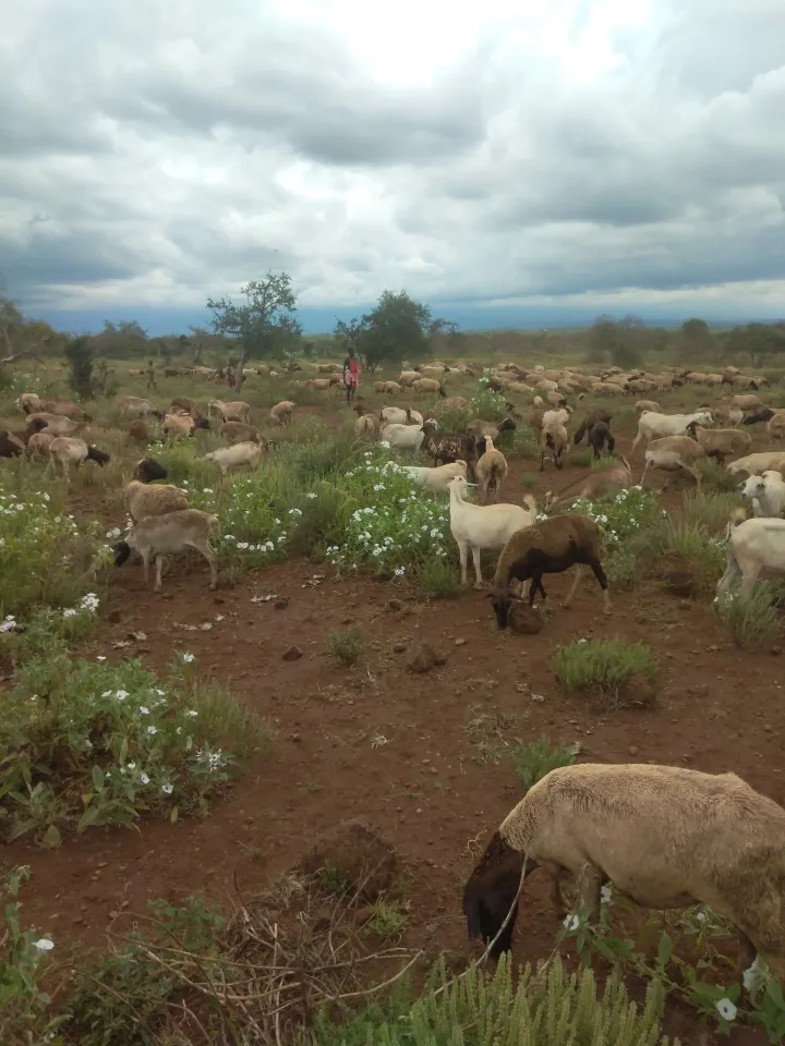 Rangelands