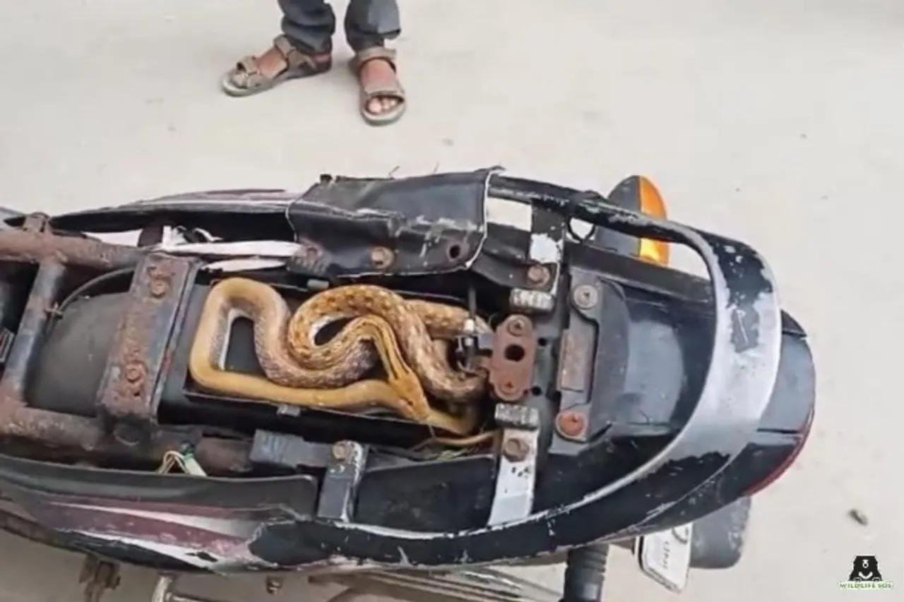 Snake Found Under Bike Seat in Vadodara, Rescued Safely