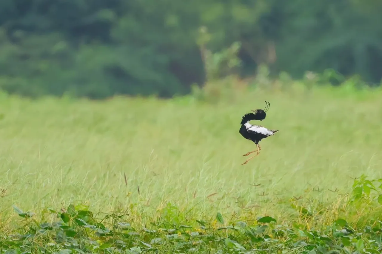 Lesser florican Madhya Pradesh