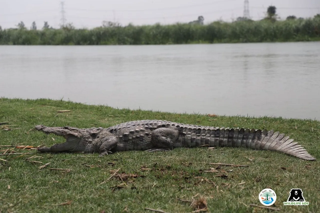 Wildlife Heroes: Massive Crocodile Rescued from UP Village