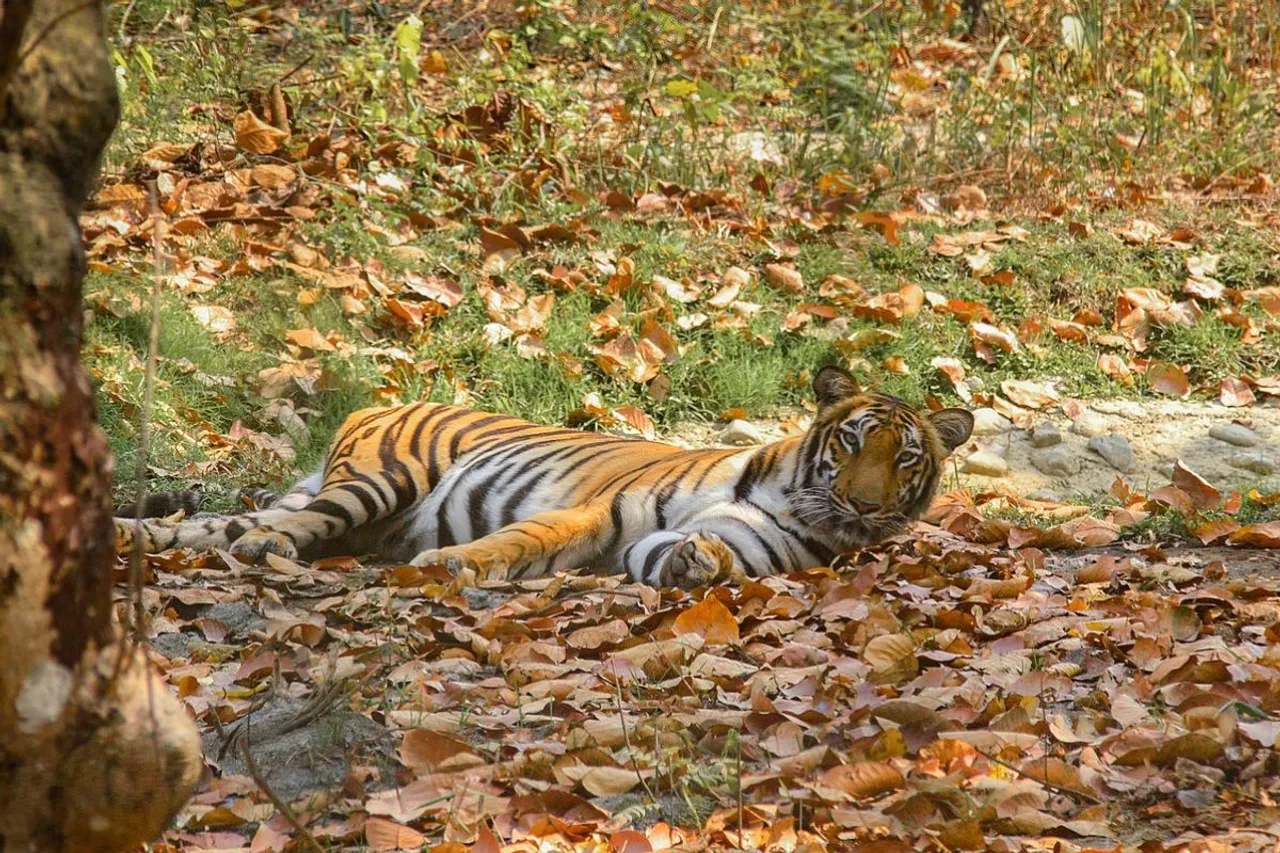 Climate Change affects sleep for wildlife and humans