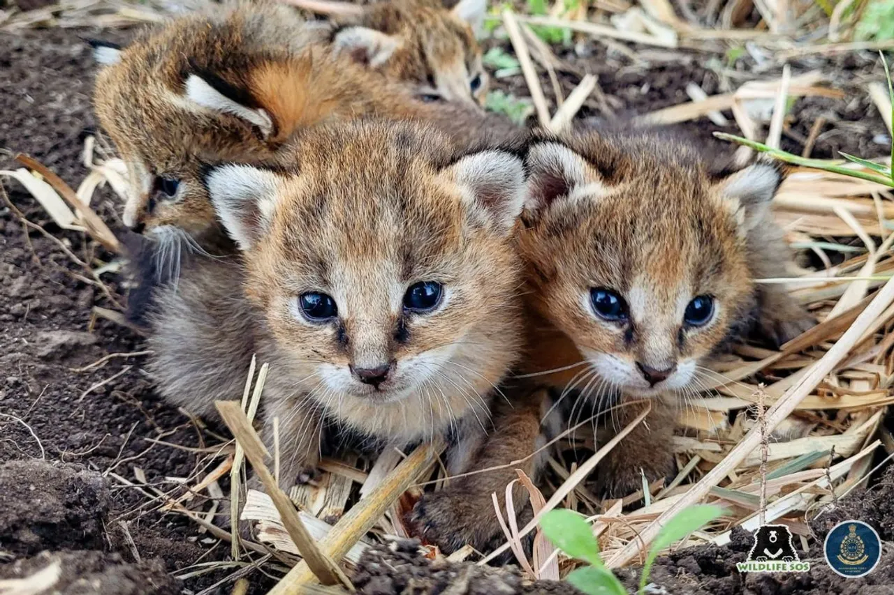 Four jungle cat kittens successfully released in Maharashtra