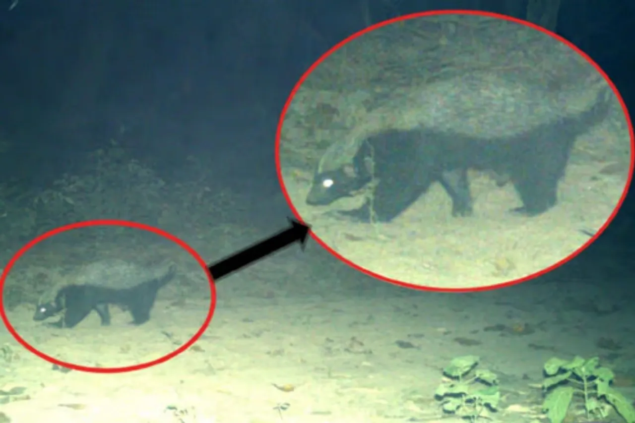 First camera trap record of rare Honey badger in Uttarakhand's Terai East Forest