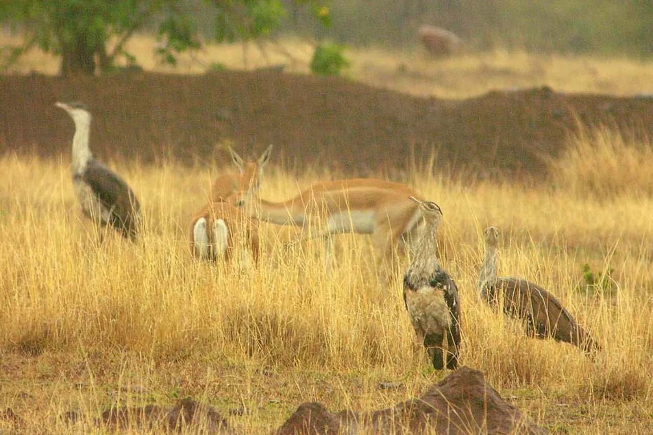 Alarming declines of Grassland birds in Nannaj, Maharashtra: study