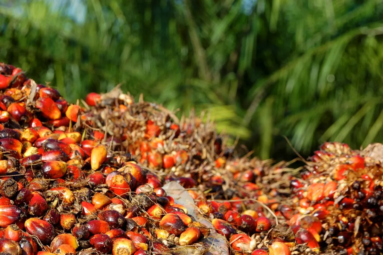 India’s palm oil plans wreak havoc on the ground