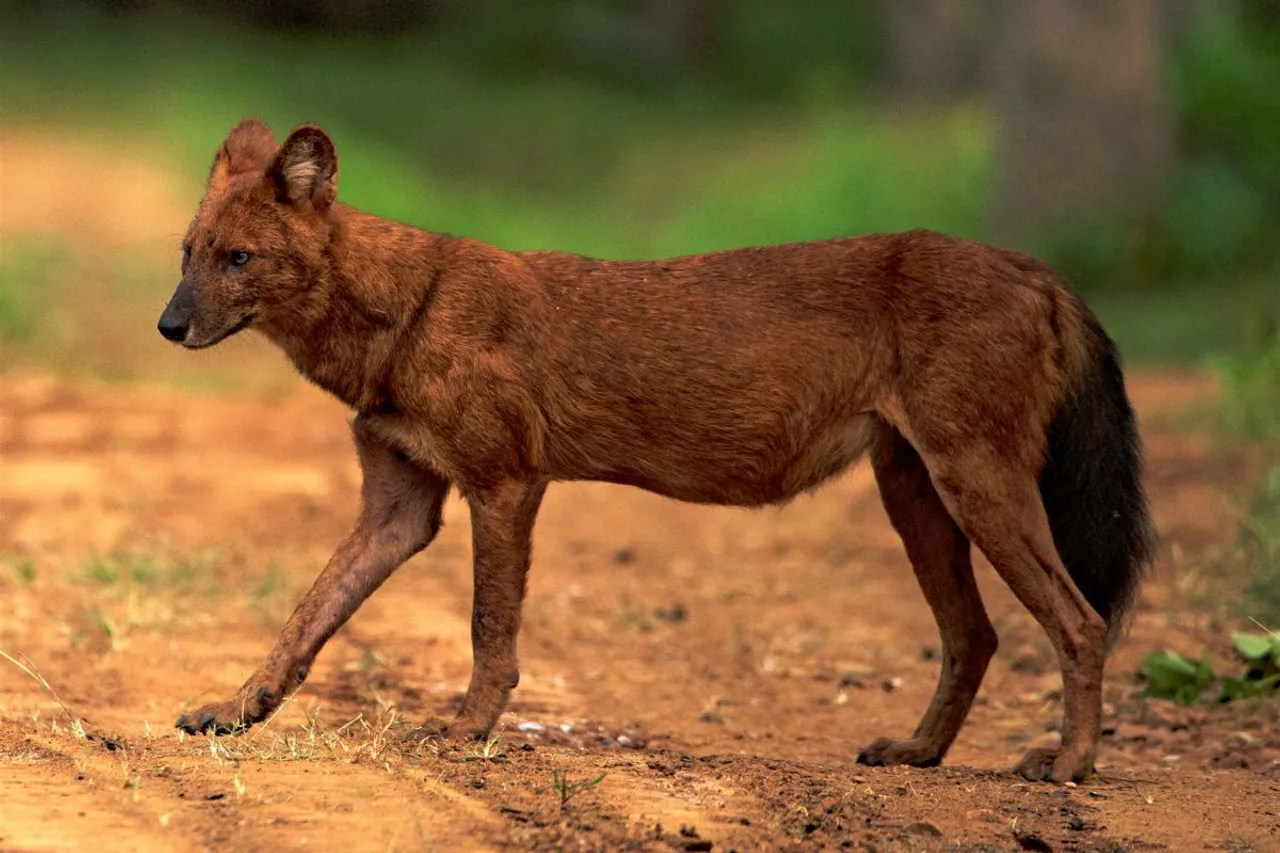 World Dhole Day 2024 Shines Light on Plight of Asia's Whistling Dogs