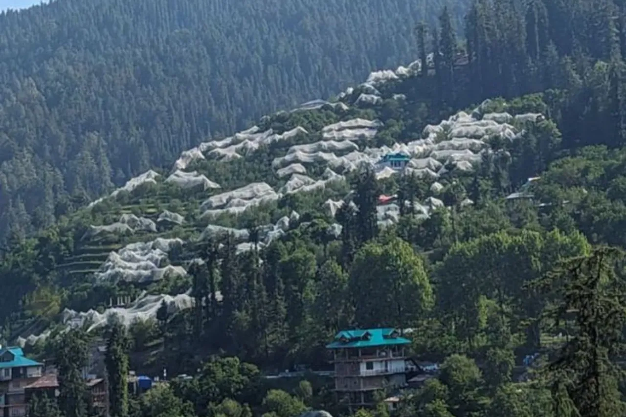 Fact Check: Spiders created giant webs on crops in Himachal?