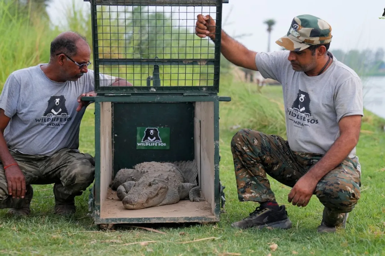 Massive crocodile sparks panic in UP village, safely relocated