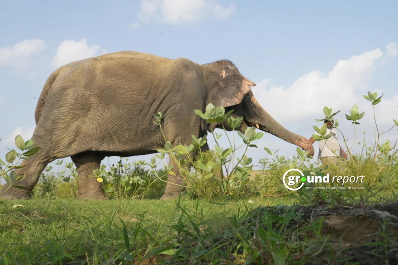 an elephant