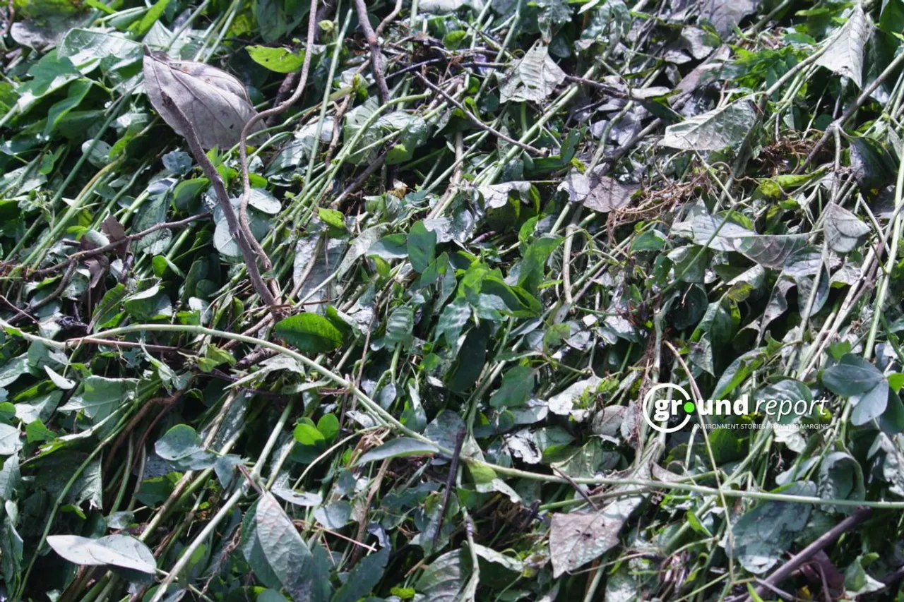 Soybean Crop damaged in Madhya Pradesh