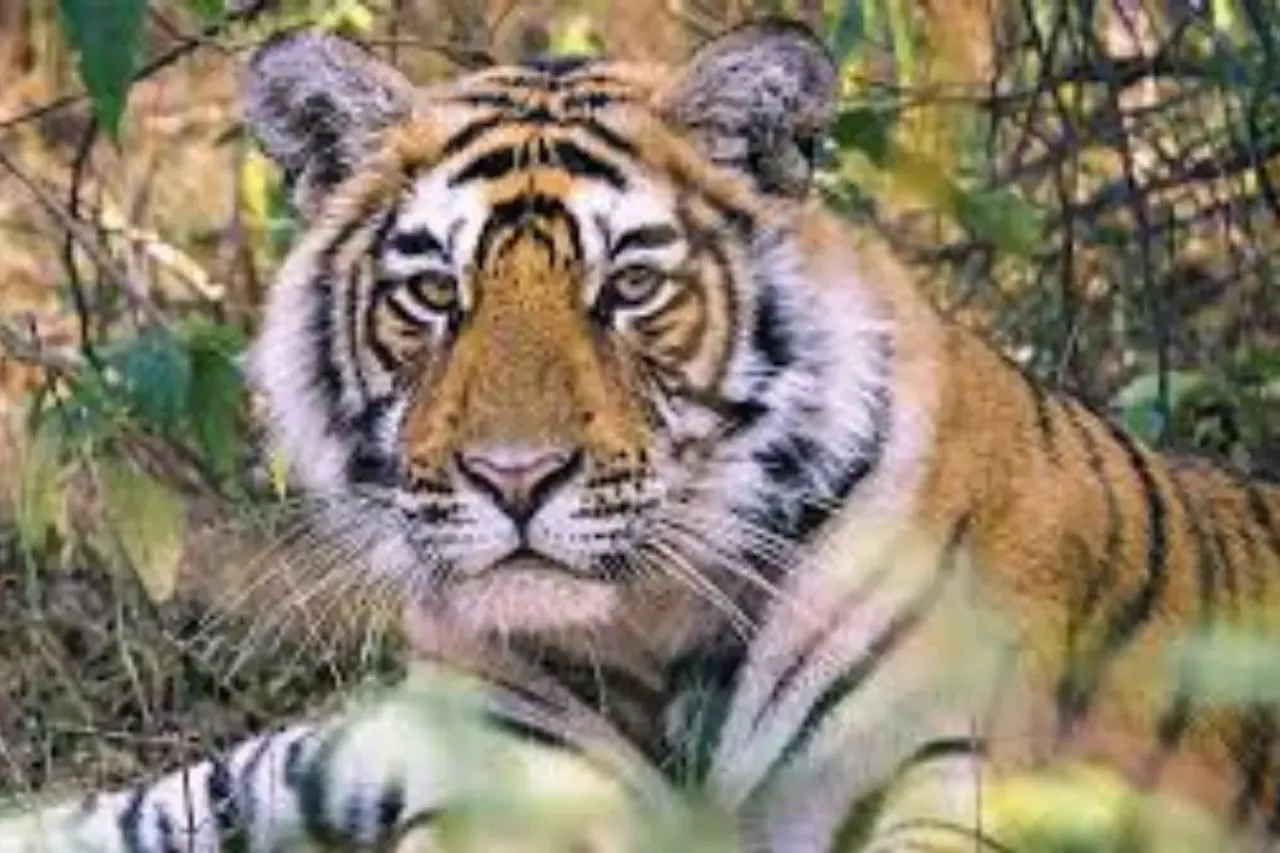 tiger