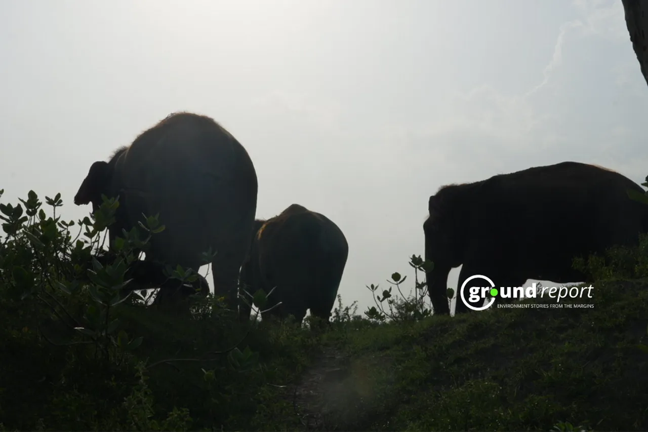 elephant group