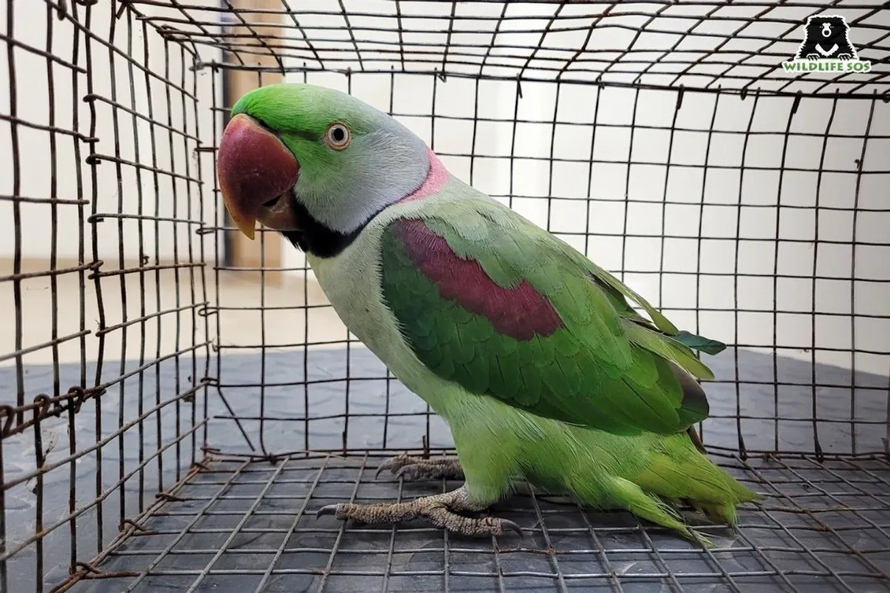Highlighting threats faced by parakeets on world parrot day
