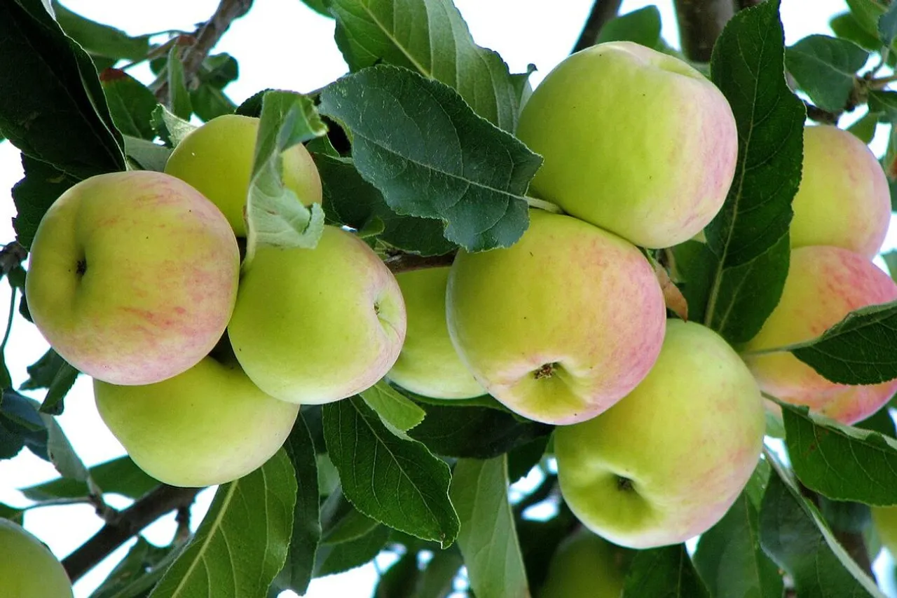 Warming Climate Threatens Uttarakhand's Fruit Basket