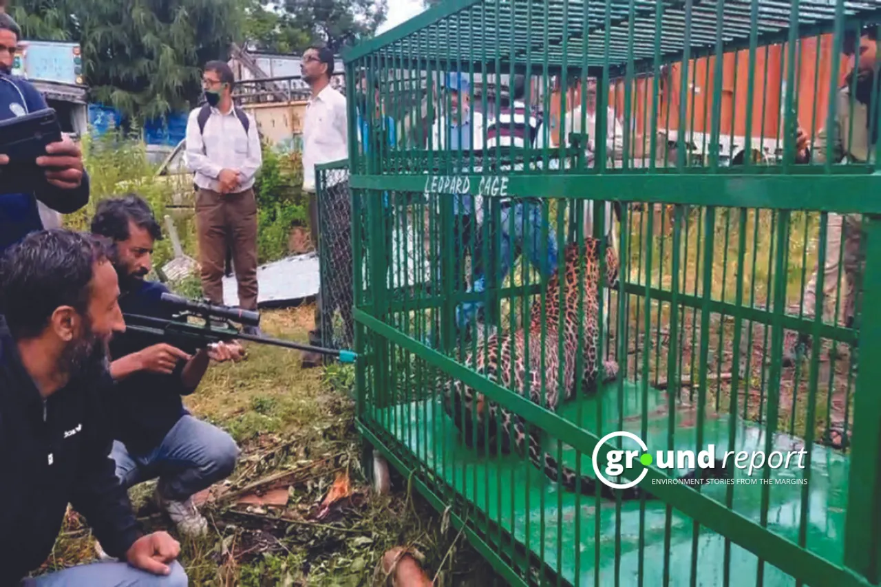 Leopard in a cage Kashmir