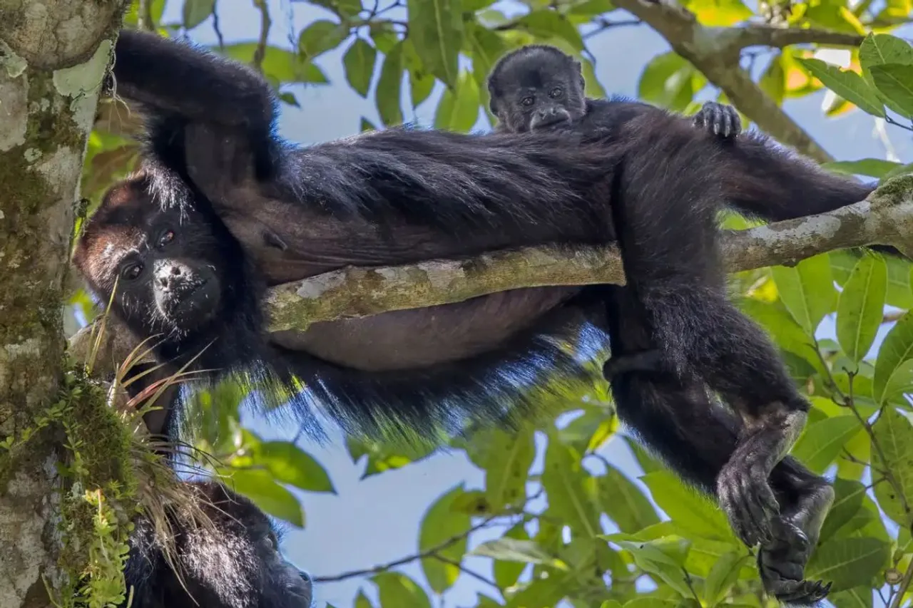 Heat wave is killing howler monkeys in Mexico jungle