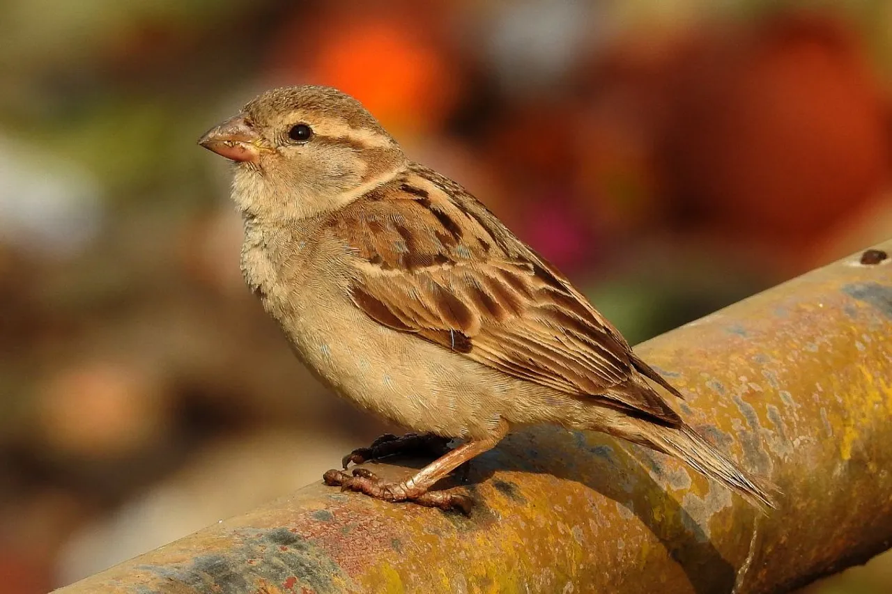 How sparrows became endangered, lost their homes as we  built ours