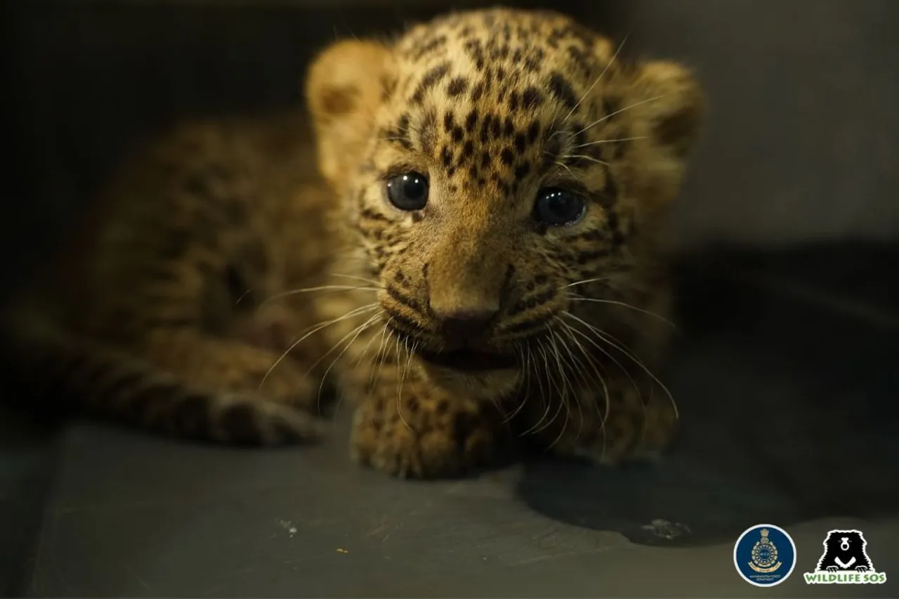 Wildlife SOS and the Maharashtra Forest Department have reunited nearly 110 wild leopard cubs with their mothers