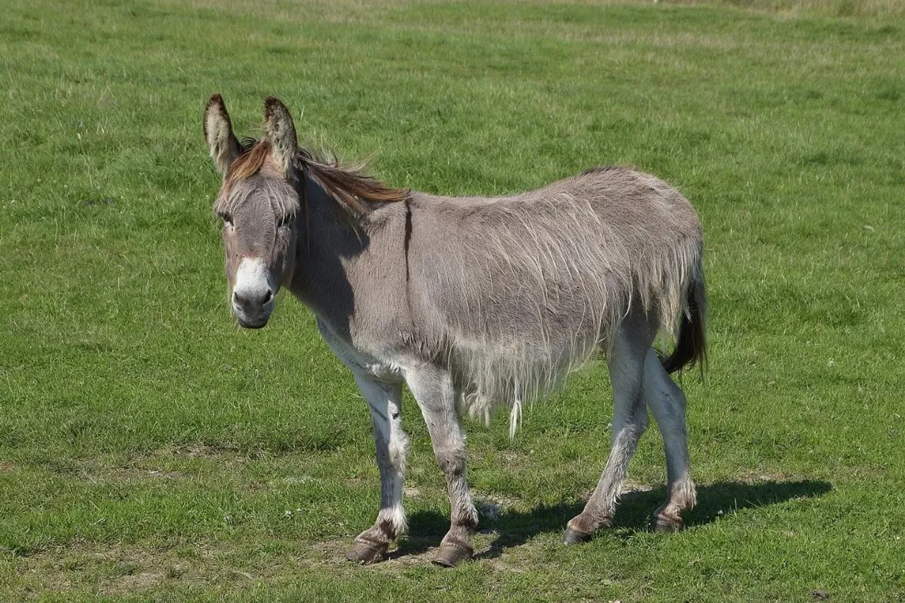 World donkey day