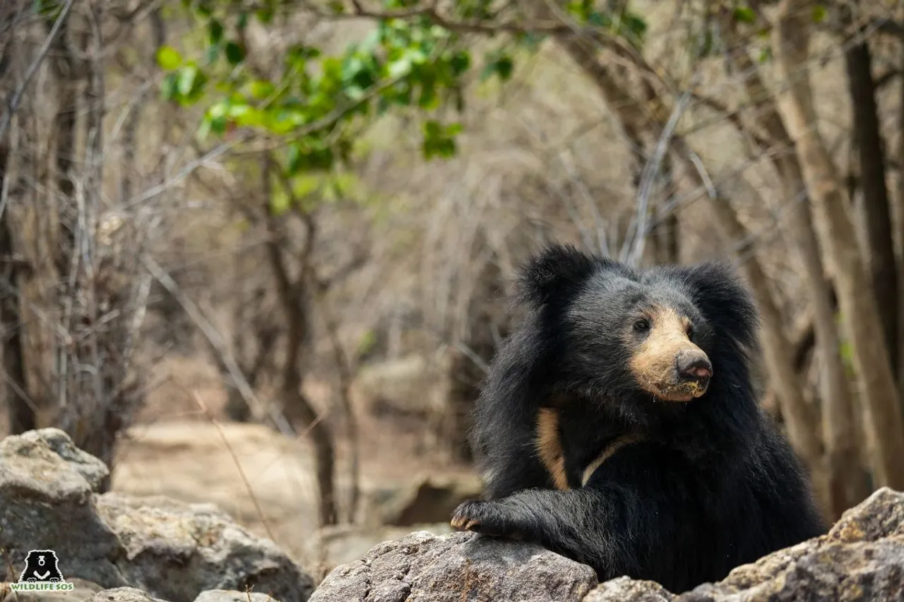 Orphaned bear cubs mark 7 years of joy at bear sanctuary in Bangalore