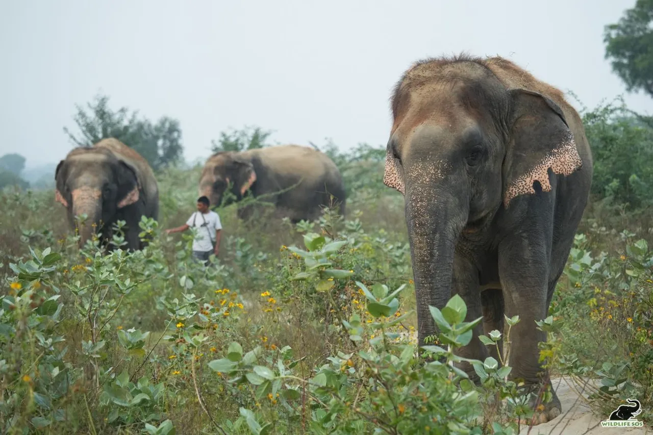 World Biodiversity Day Rescued Elephants Transform Sanctuary into Biodiversity Haven